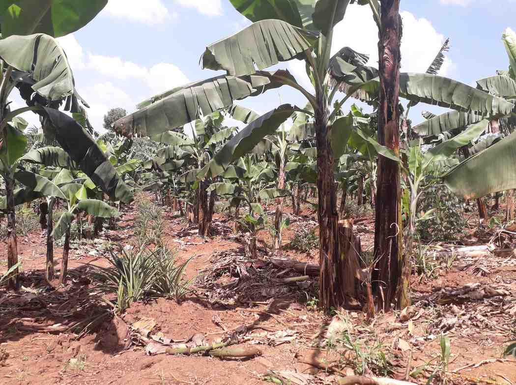 Bananas intercropped with coffee trees