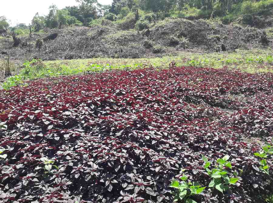 Sustainable farming practices in Uganda